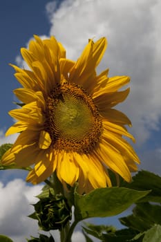 sunflower in a sunny day during summer