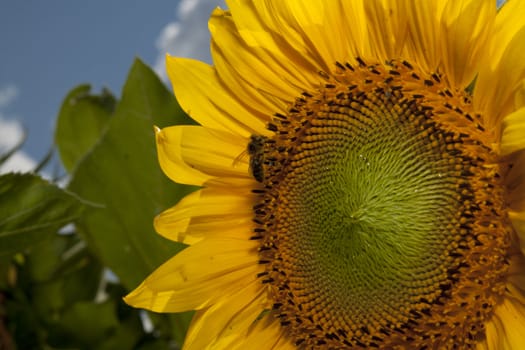 detail of sunflower in a sunny day during summer