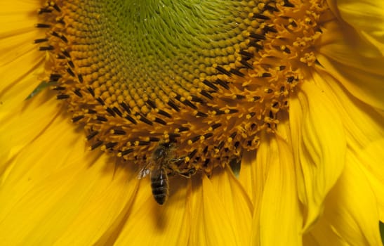 detail of sunflower in a sunny day during summer