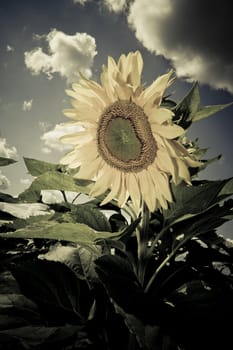 sunflower in a sunny day during summer