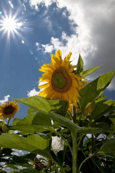 sunflower in a sunny day during summer