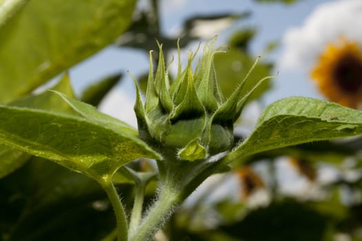 sunflower in a sunny day during summer