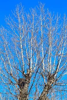 branches of a tall tree on the background of a beautiful blue sky. Photographed 
tree in winter in a city park