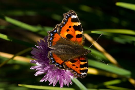 Small tortoiseshell butterfly, Nymphalis urticae with open wings on the flower of a chive plant.