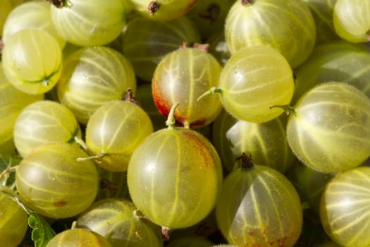 Fresh picked gooseberries, unprepared, green flesh with red patches and the stem ends.