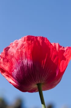 The red petals of the common poppy, Papaver rhoeas, against a blue sky.