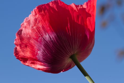 The red petals of the common poppy, Papaver rhoeas, against a blue sky.