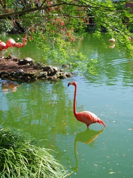 A flamingo standing in the water with reflection