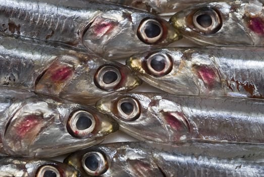 Pile of fresh anchovies from the North sea.