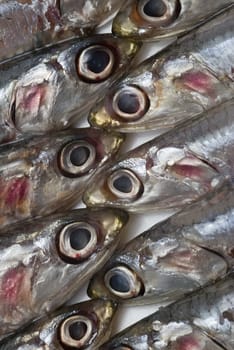 Pile of fresh anchovies from the North sea.