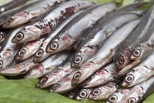 Pile of fresh anchovies from the North sea.