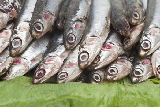 Pile of fresh anchovies from the North sea.