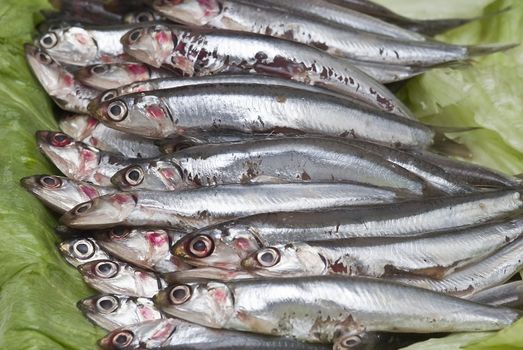 Pile of fresh anchovies from the North sea.