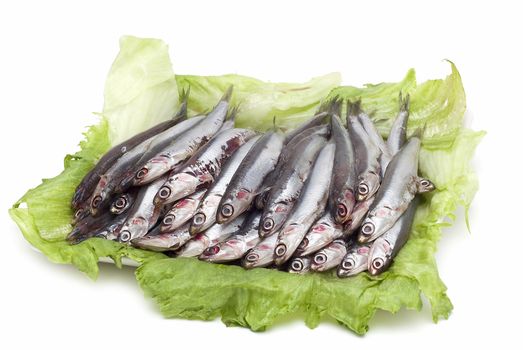 Pile of fresh anchovies from the North sea.