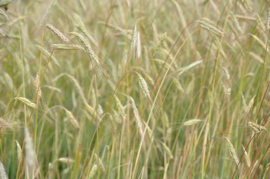 Background of the ripe grain in field