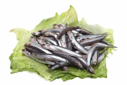 Pile of fresh anchovies from the North sea.