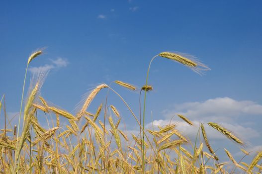 Ripe wheat in field and blue sky