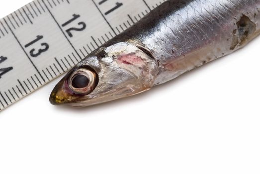 One anchovy and a measuring tape on a white background.