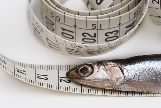 One anchovy and a measuring tape on a white background.