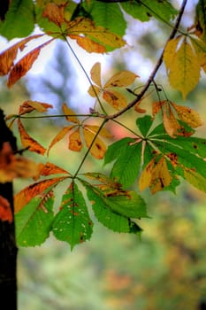autumn leaves with blurred background