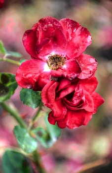 red flowers with blurred background