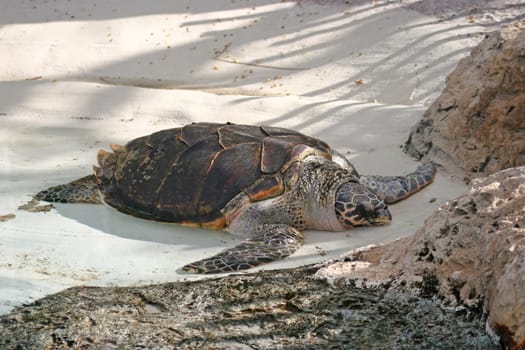 A turtle resting, asleep on the beach