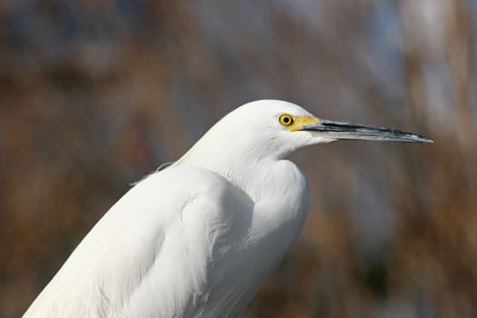 A bird looking into the distance.