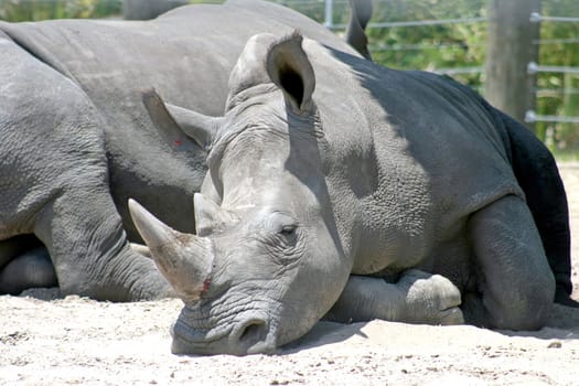 A Rhino resting in the sand, another rhino behind