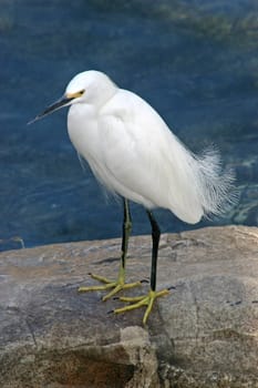 A bird standing on a rock