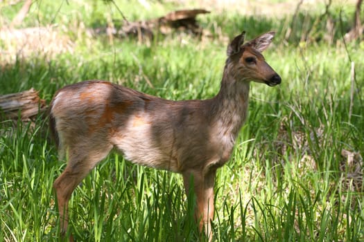 White-tailed Deer Odocoileus virginianus early spring