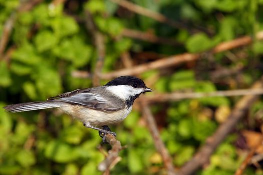 Black-capped Chickadee  Poecile atricapillus on branch in morning sun