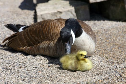 Canada Goose Branta canadensis Gosling in morning sun