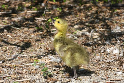 Canada Goose Branta canadensis Gosling in morning sun