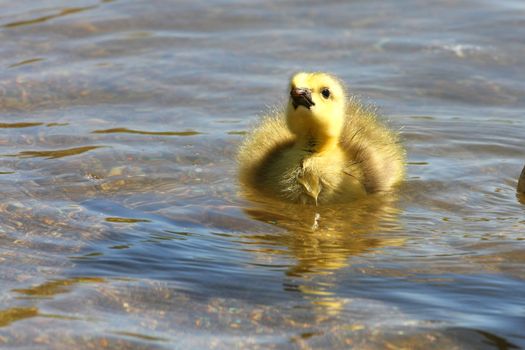 Canada Goose Branta canadensis Gosling in morning sun