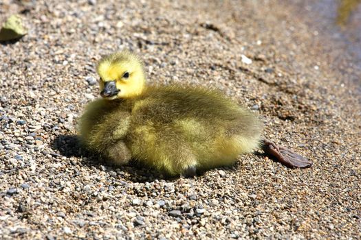 Canada Goose Branta canadensis Gosling in morning sun
