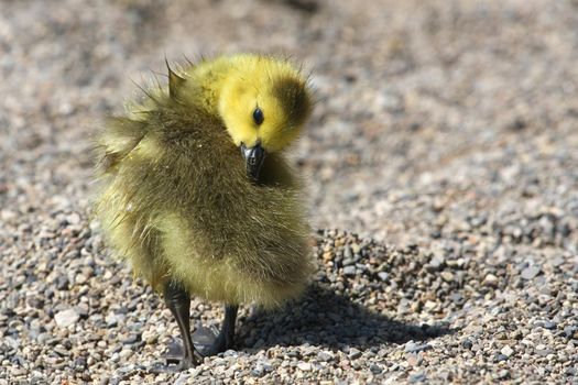 Canada Goose Branta canadensis Gosling in morning sun