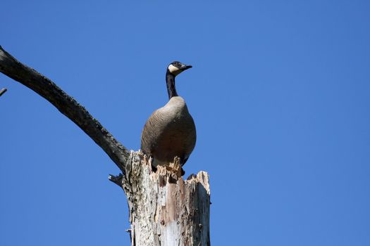 Canada Goose Branta canadensis in morning sun