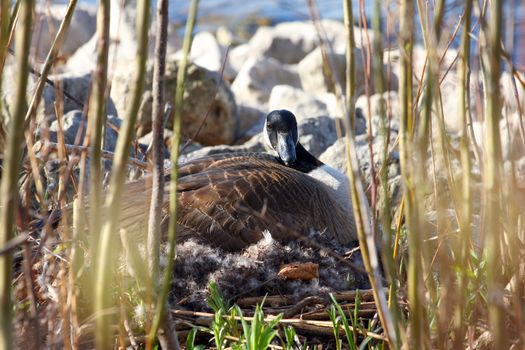 Canada Goose Branta canadensis in morning sun