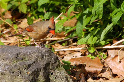 Cardinal Cardinalidae female in mornig sun