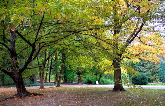 autumn trees in lazienki park, warsaw, poland