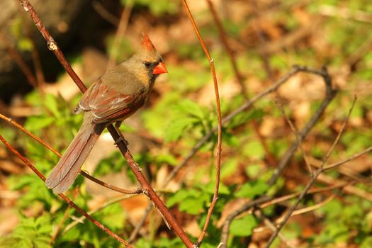 Cardinal Cardinalidae female in mornig sun