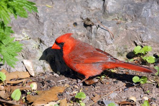 Cardinal Cardinalidae male in mornig sun
