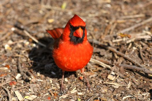 Cardinal Cardinalidae male in mornig sun