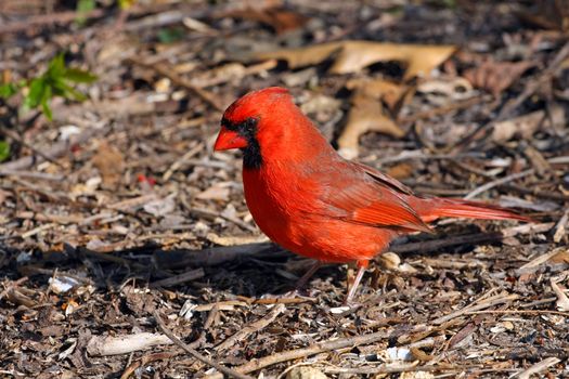 Cardinal Cardinalidae male in mornig sun
