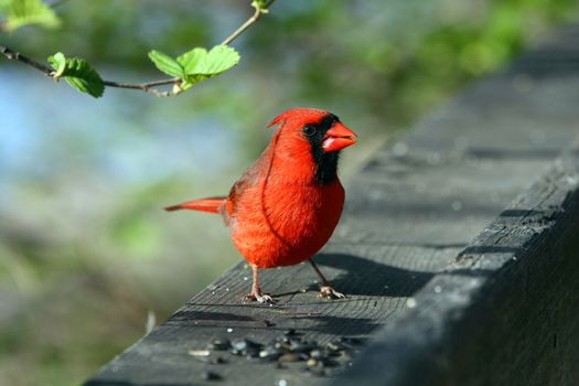 Cardinal Cardinalidae male in mornig sun