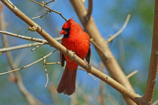 Cardinal Cardinalidae male in mornig sun