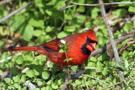 Cardinal Cardinalidae male in mornig sun