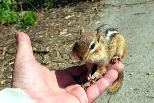 Eastern Chipmunk Tamias striatus feeding