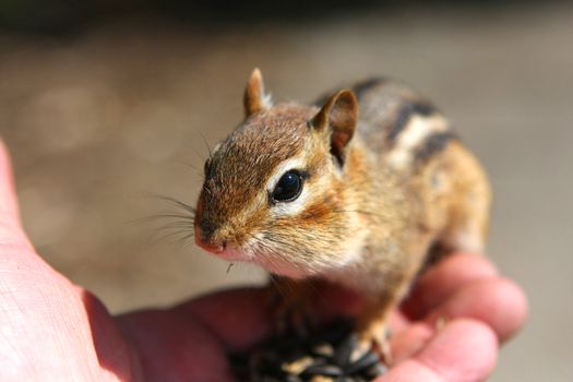 Eastern Chipmunk Tamias striatus feeding