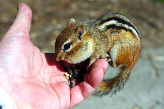 Eastern Chipmunk Tamias striatus feeding